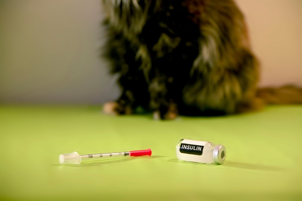 Diabetic cat with insulin bottle and syringe