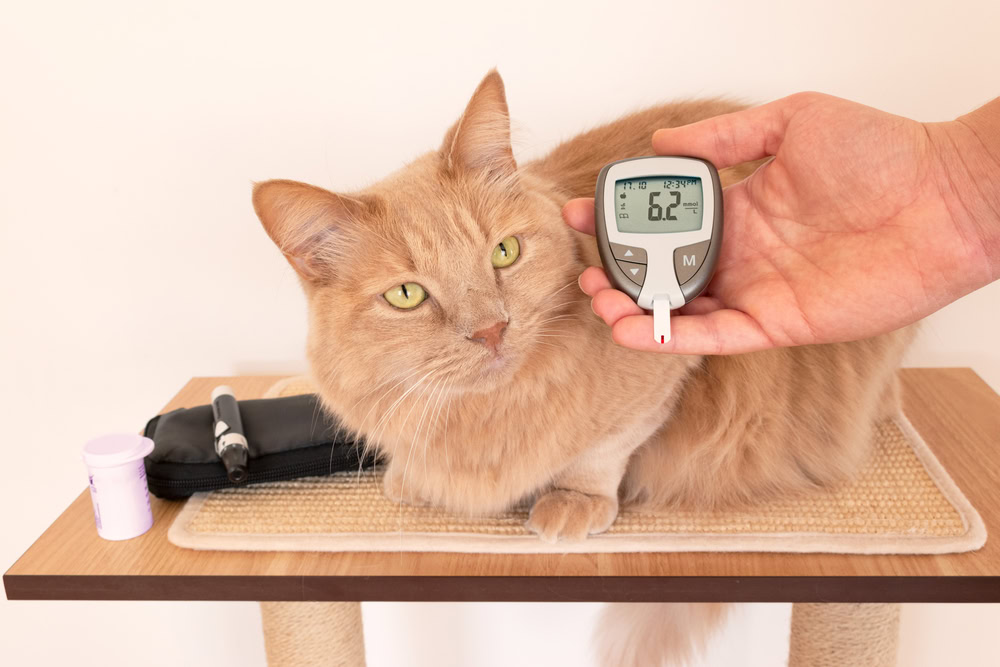 Diabetic orange cat having blood sugar glycemia measured with glucometer