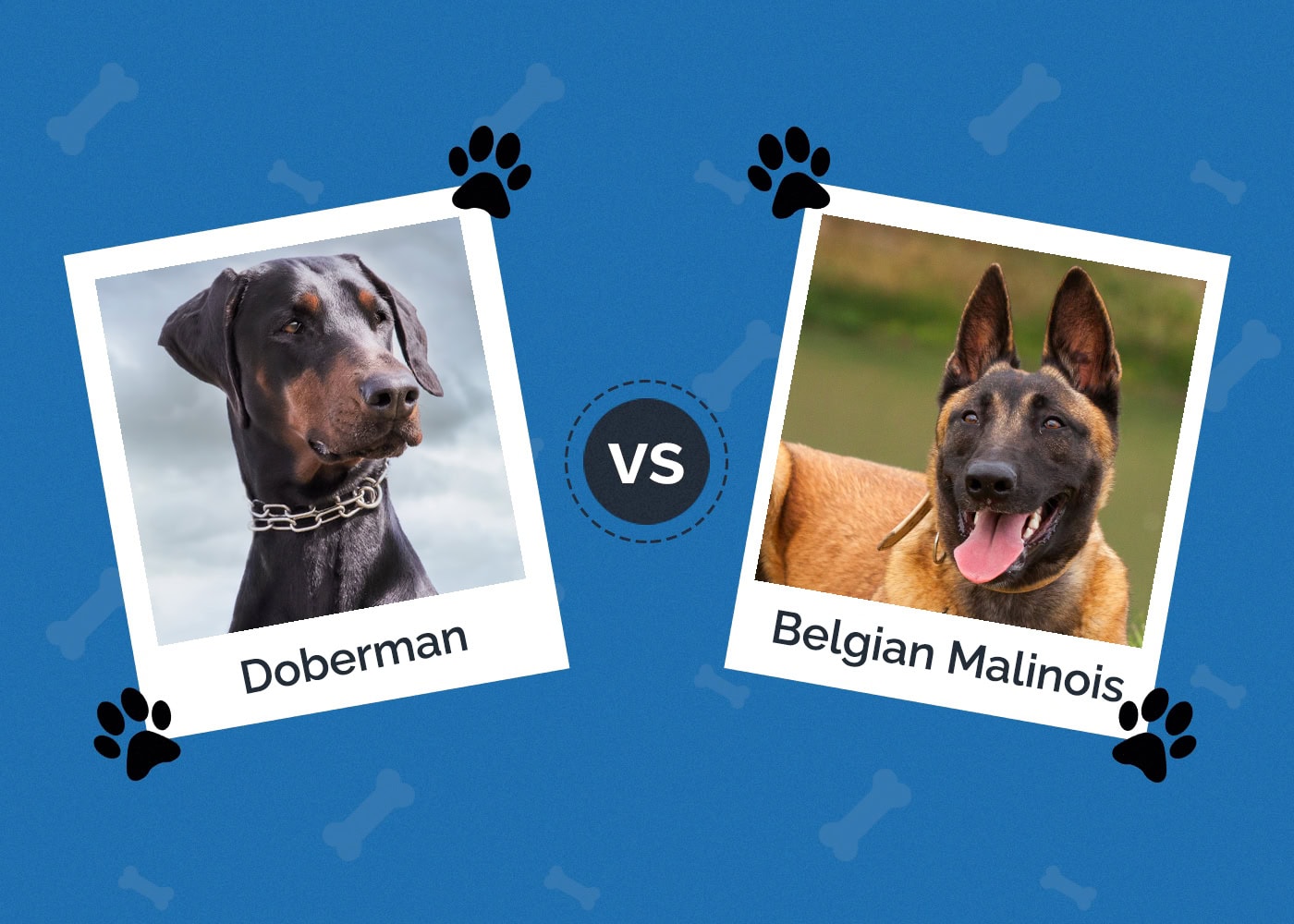 Doberman vs Belgian Malinois
