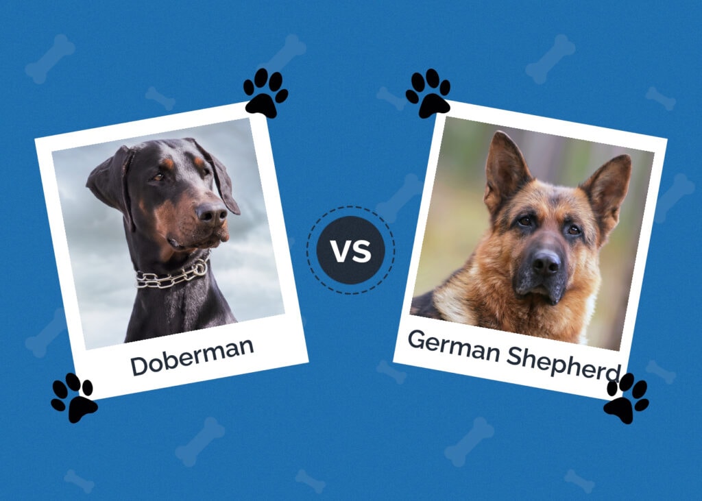 Doberman vs German Shepherd