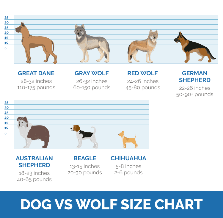 Dog vs Wolf Size Chart