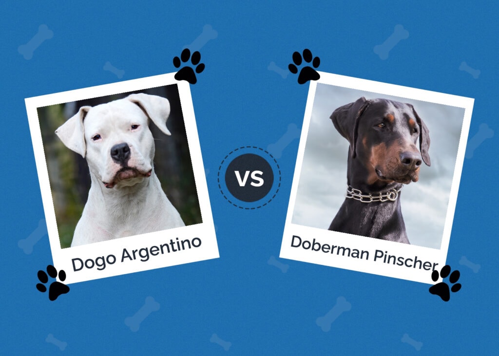 Dogo Argentino vs Doberman Pinscher
