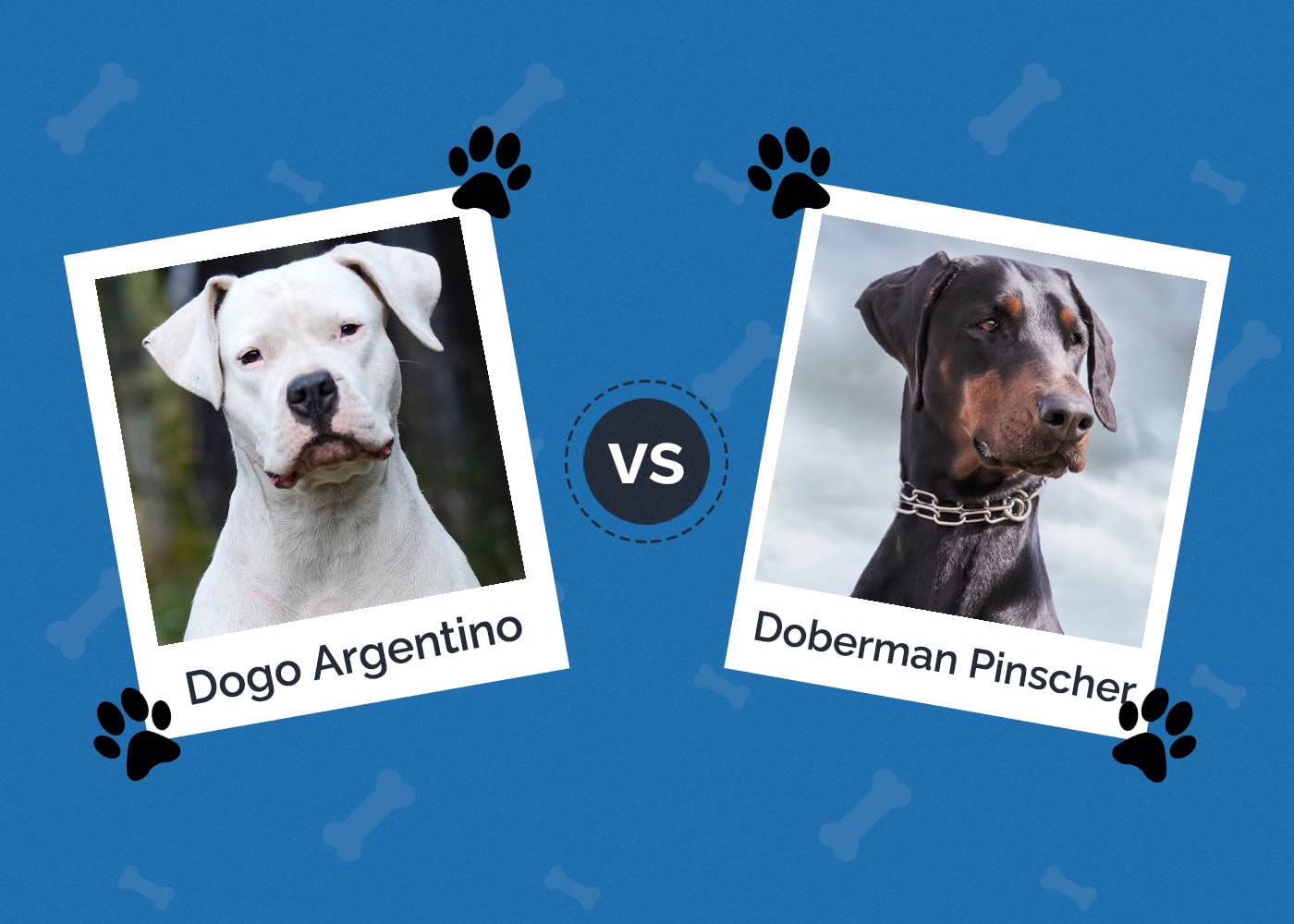 Dogo Argentino vs Doberman Pinscher