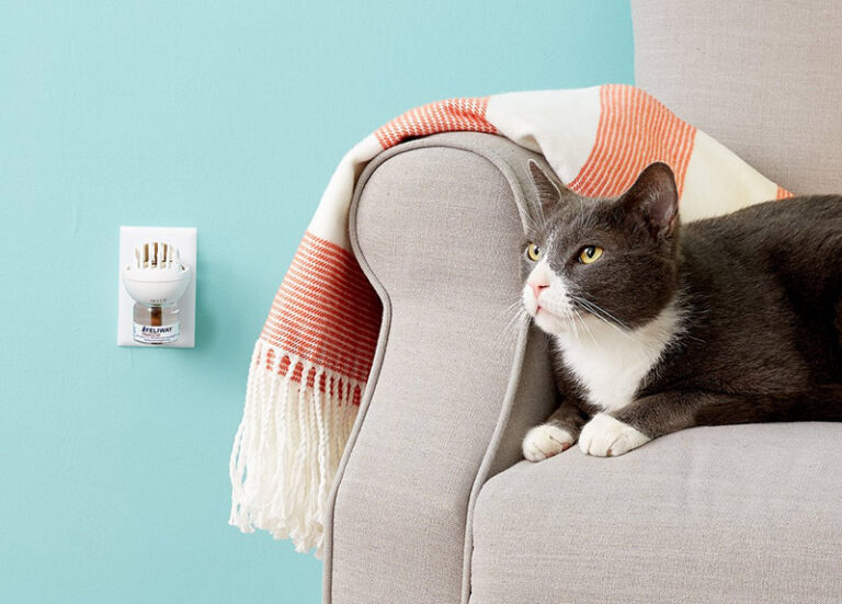 Image showcasing How to Calm Your Cat in Heat: 5 Vet-Approved Ways | Hepper Pet Resources