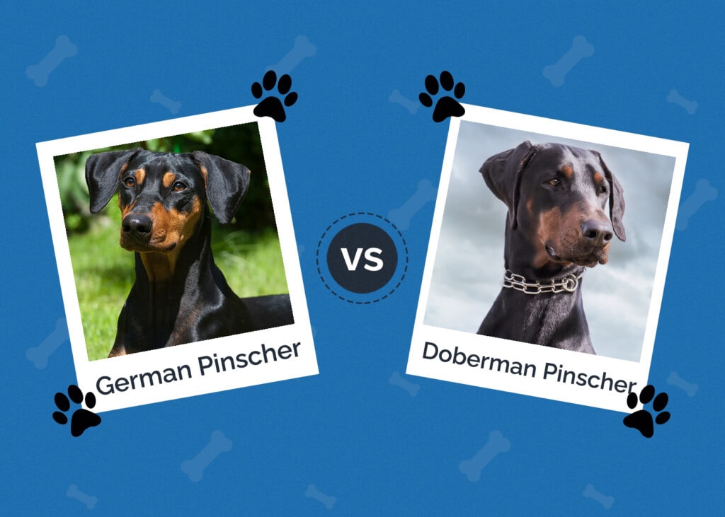 German Pinscher vs Doberman Pinscher