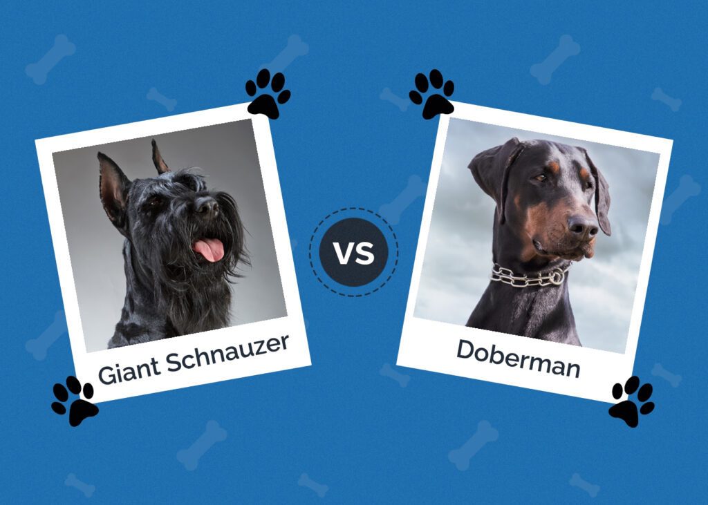 Giant Schnauzer vs Doberman