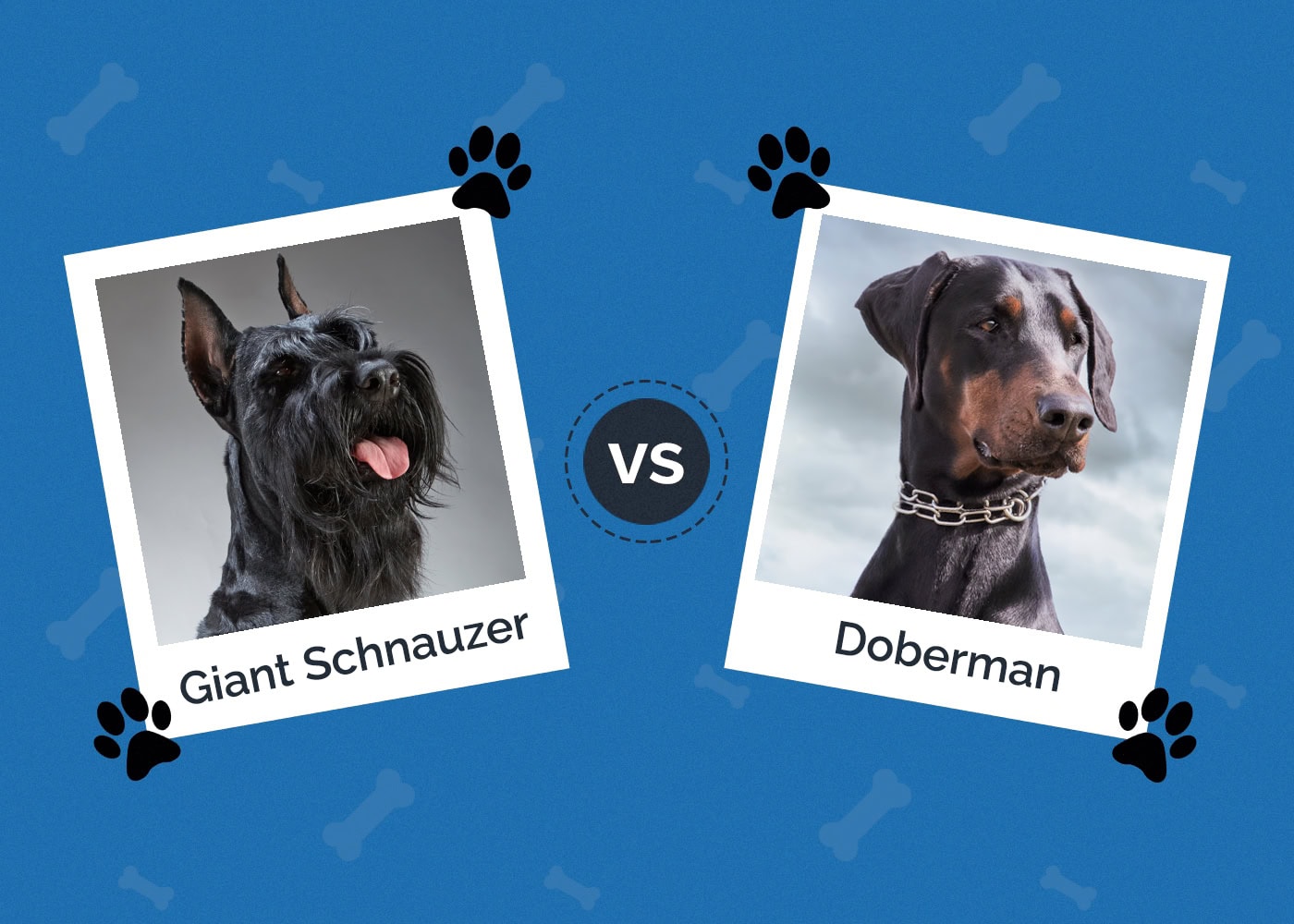 Giant Schnauzer vs Doberman