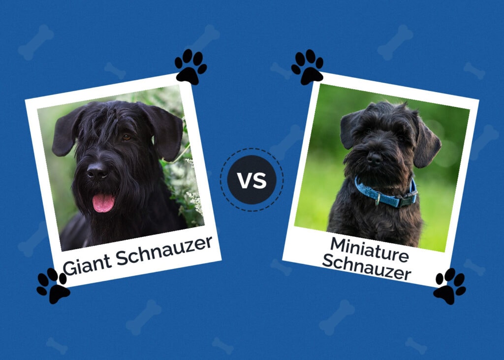 Giant Schnauzer vs Miniature Schnauzer
