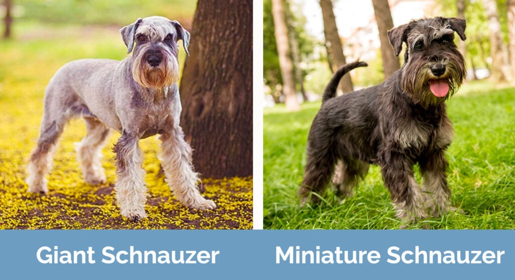 Giant Schnauzer vs Miniature Schnauzer side by side