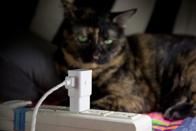 Green eyed cat staring at electrical outlet and charger