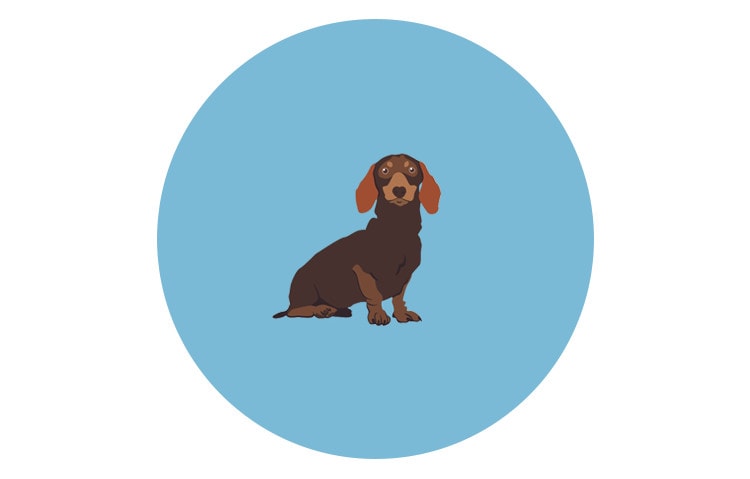 HEP_Toy_breed dachund