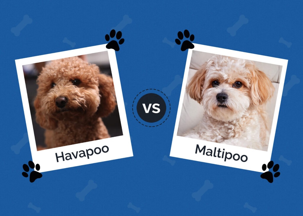 Havapoo vs Maltipoo
