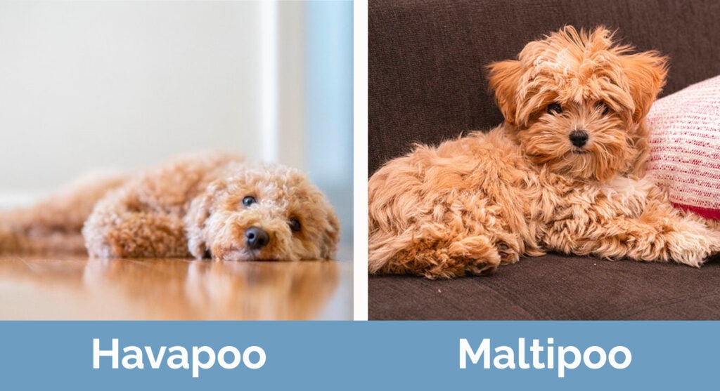 Havapoo vs Maltipoo side by side