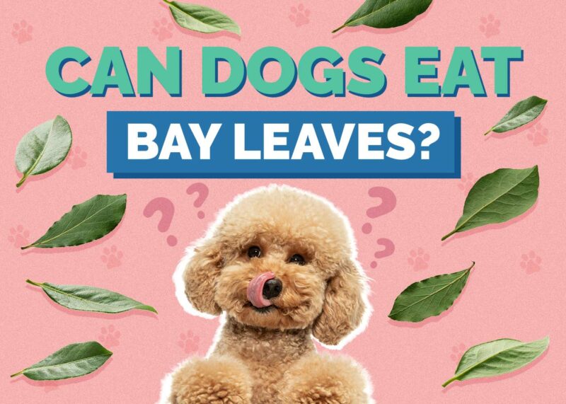 Hepper_Can Dogs Eat_Bay Leaves