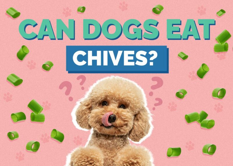 Hepper_Can Dogs Eat_Chives