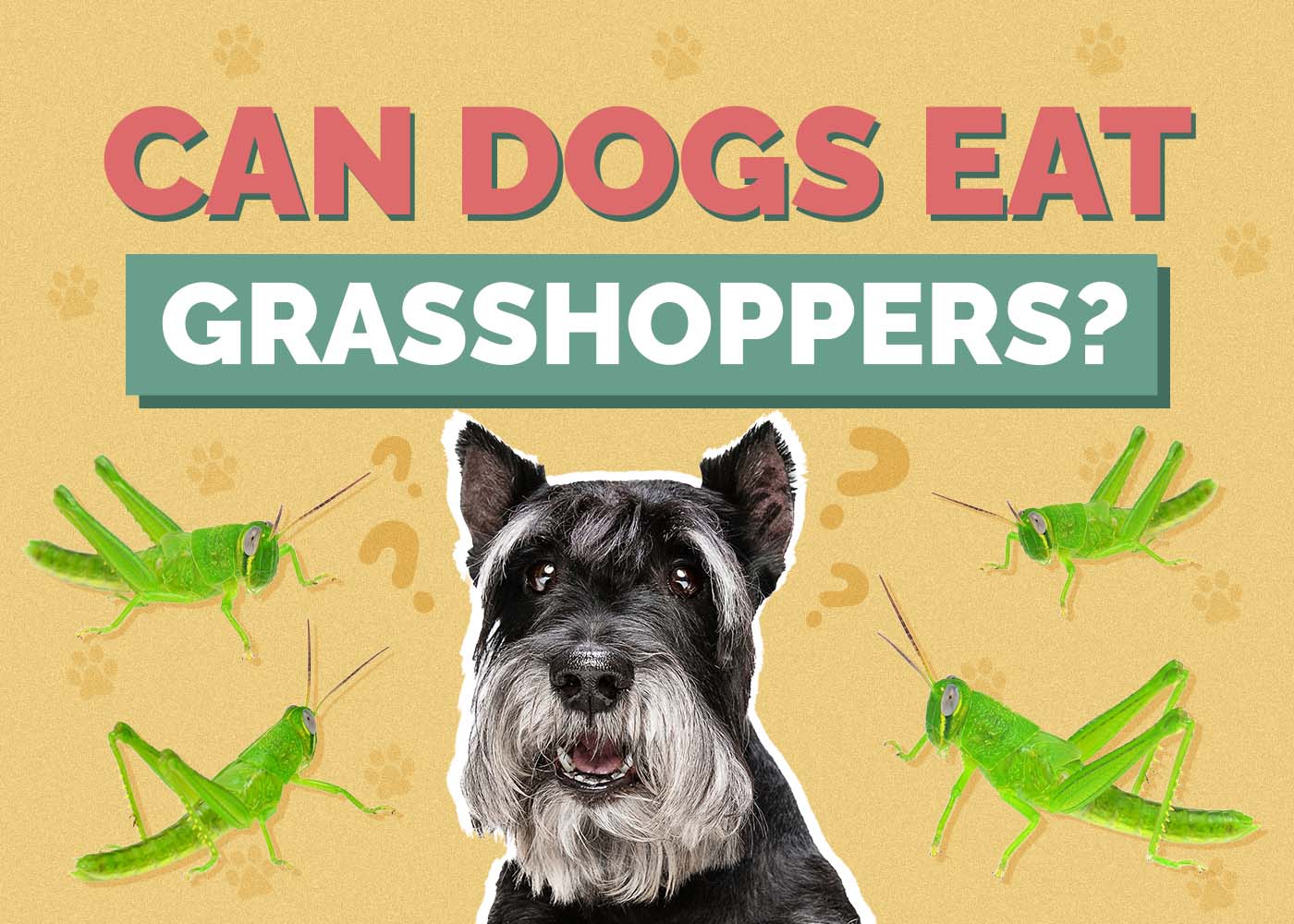 Hepper_Can Dogs Eat_Grasshoppers