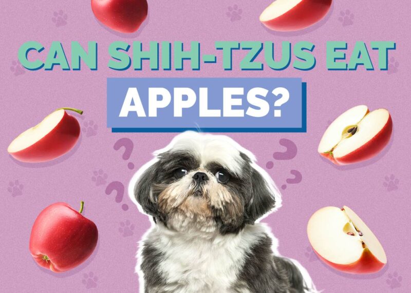Hepper_Can Shih Tzus Eat_Apples