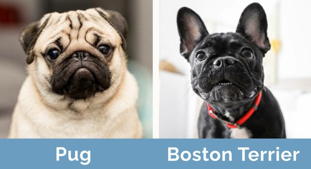 Side by Side Pug & Boston Terrier