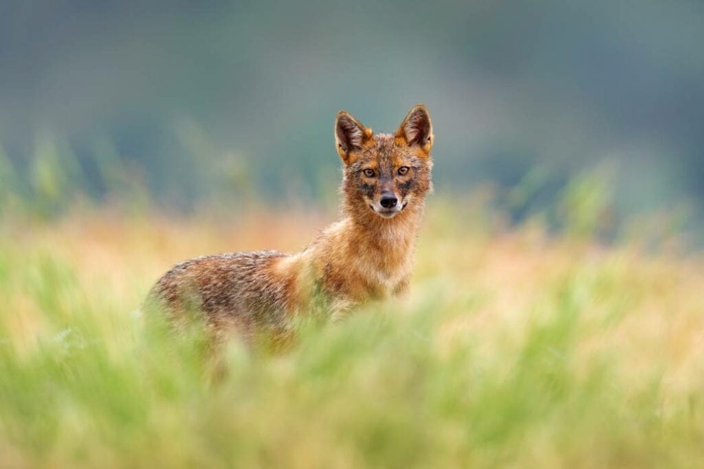 Jackal Dog
