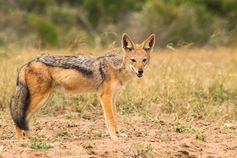 Jackal Dog
