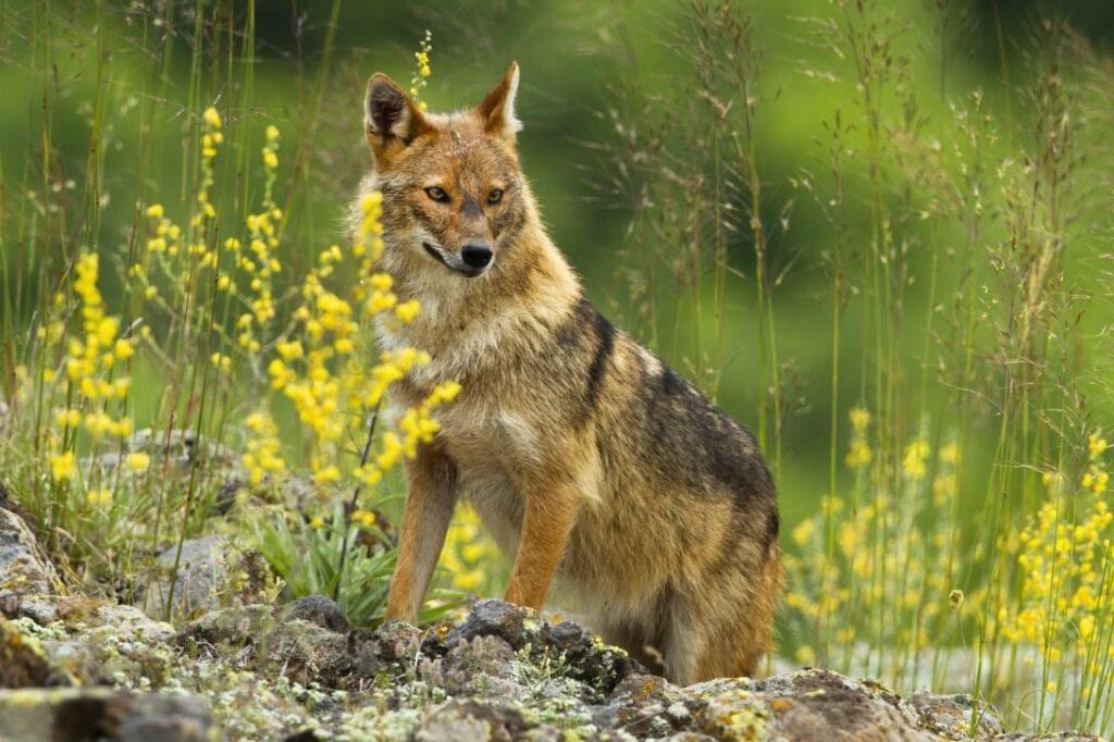 Jackal Dog