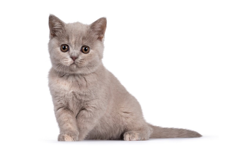 Lilac tortie cat sitting on the floor
