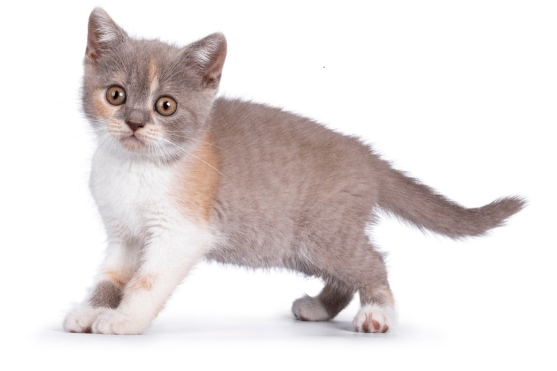 Lilac tortie cat standing on the floor