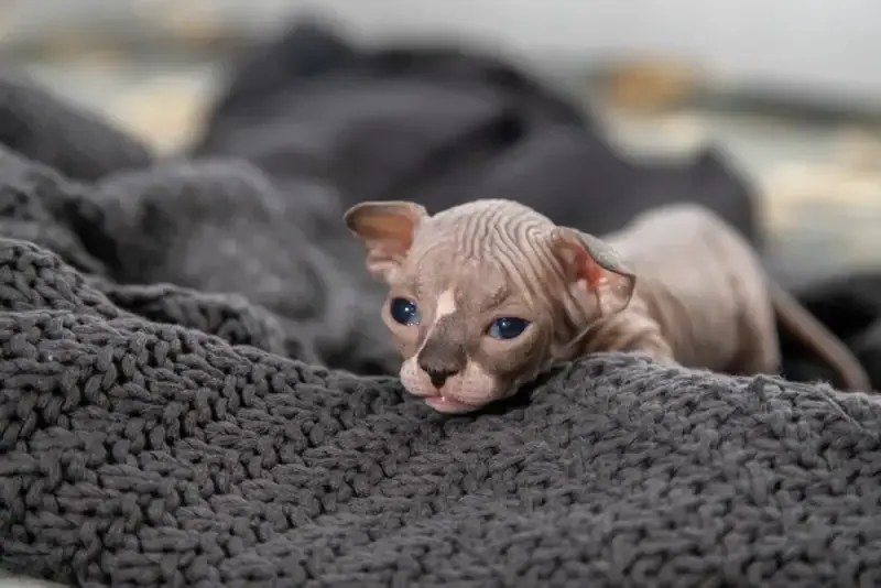 Little-naked-kittens-of-Sphynx