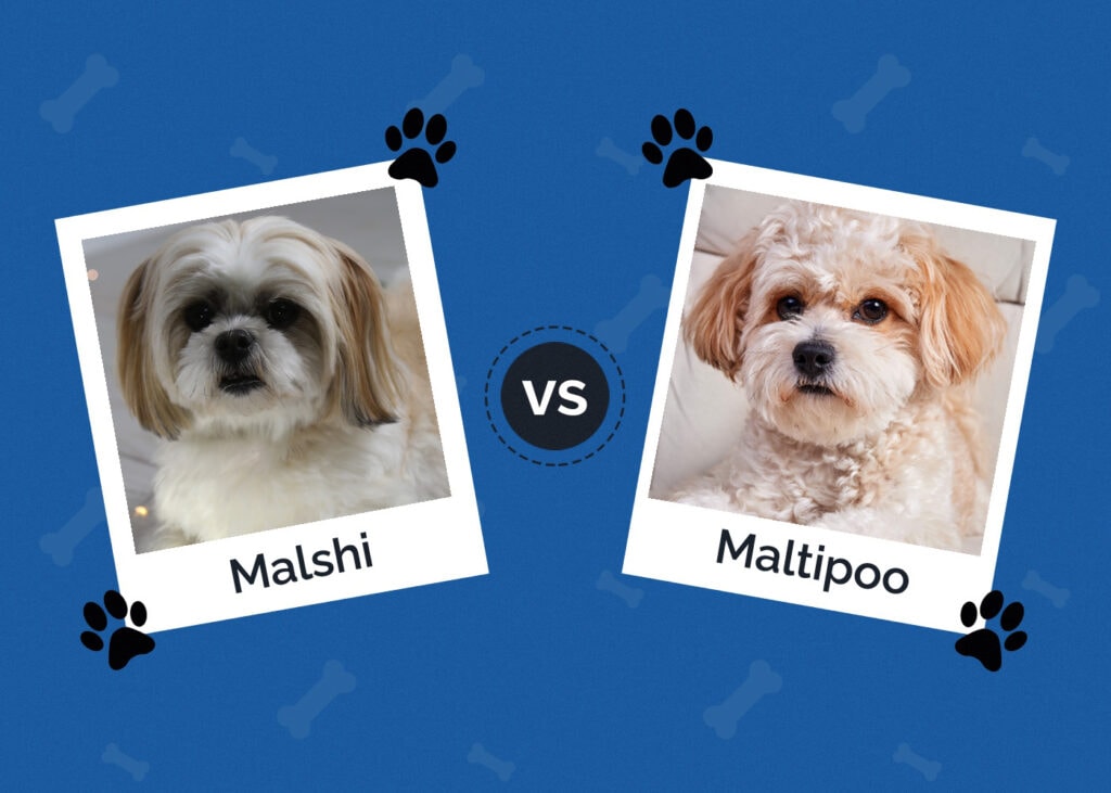 Malshi vs Maltipoo