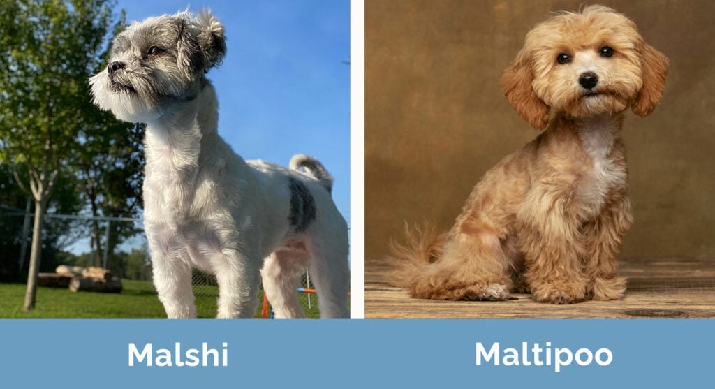 Malshi vs Maltipoo side by side