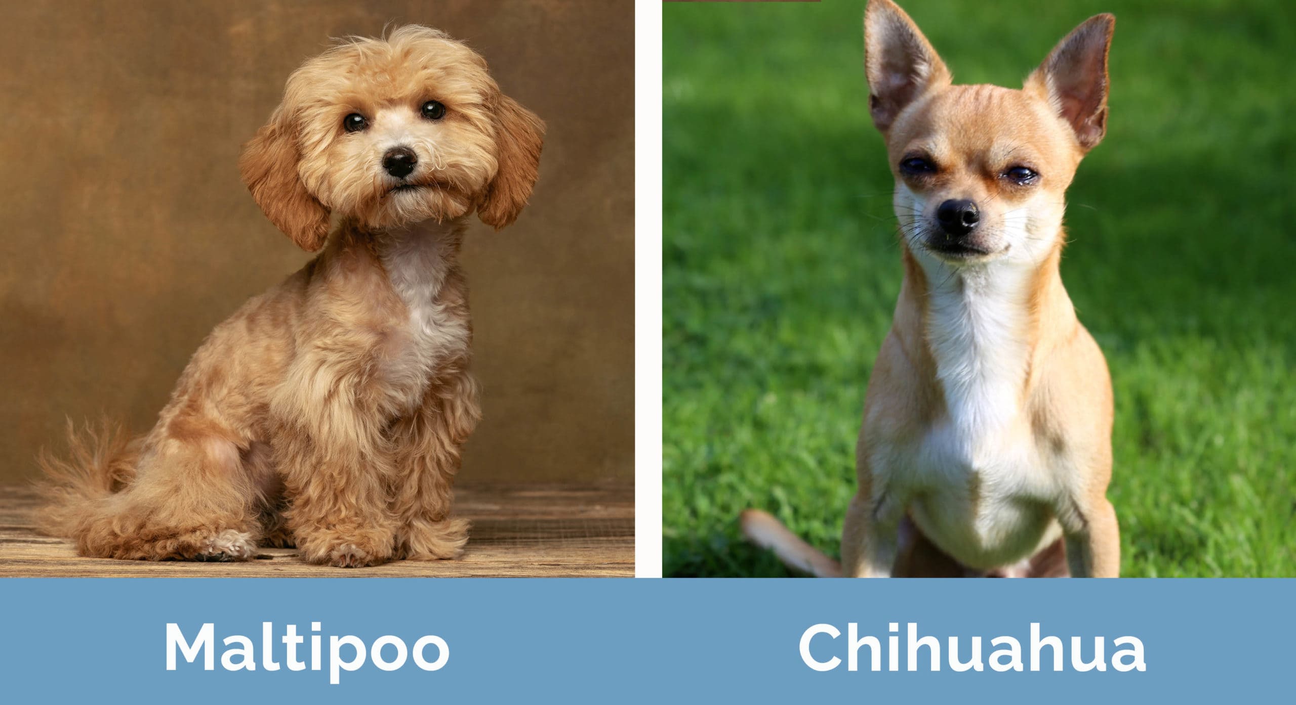 Maltipoo vs Chihuahua side by side