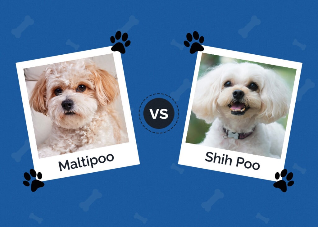 Maltipoo vs Shih Poo