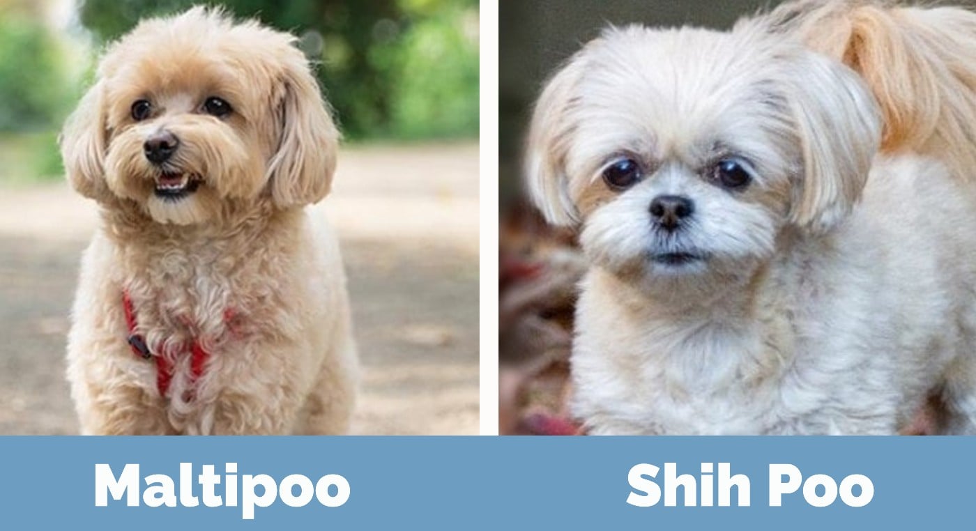 Maltipoo vs Shih Poo - Visual Differences