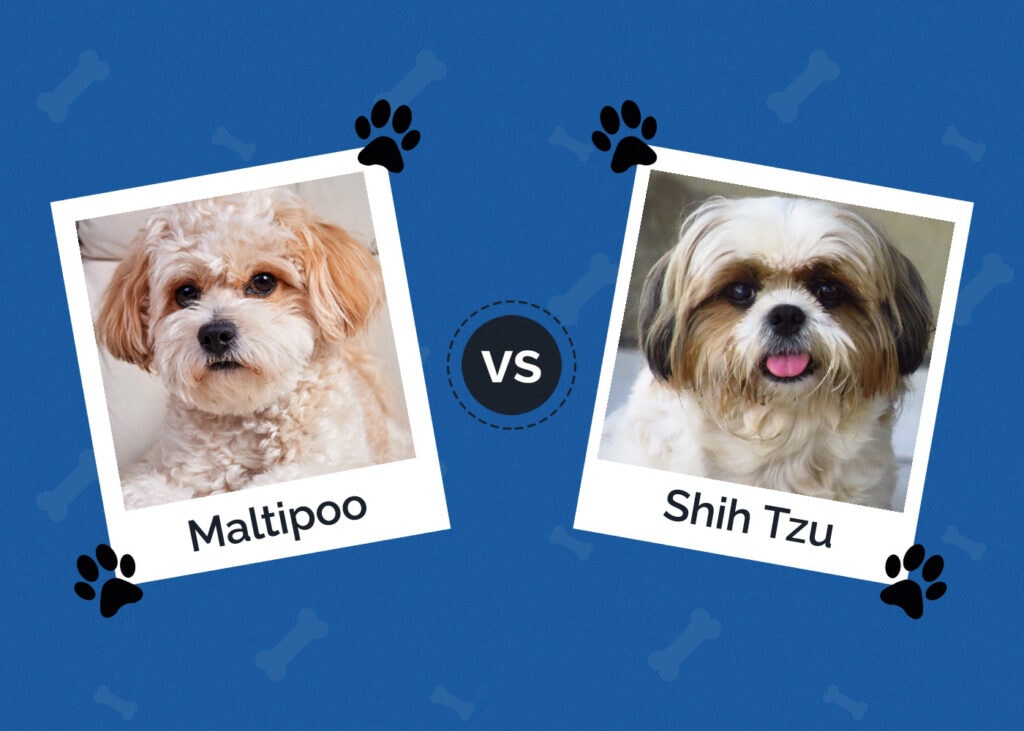 Maltipoo vs Shih Tzu