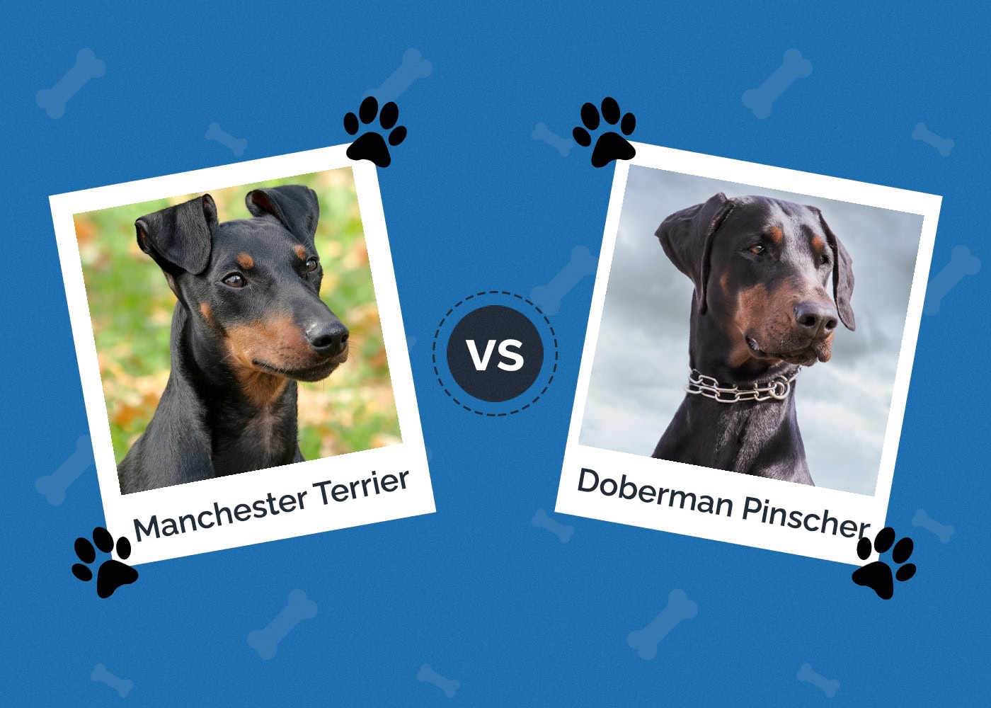 Manchester Terrier vs Doberman