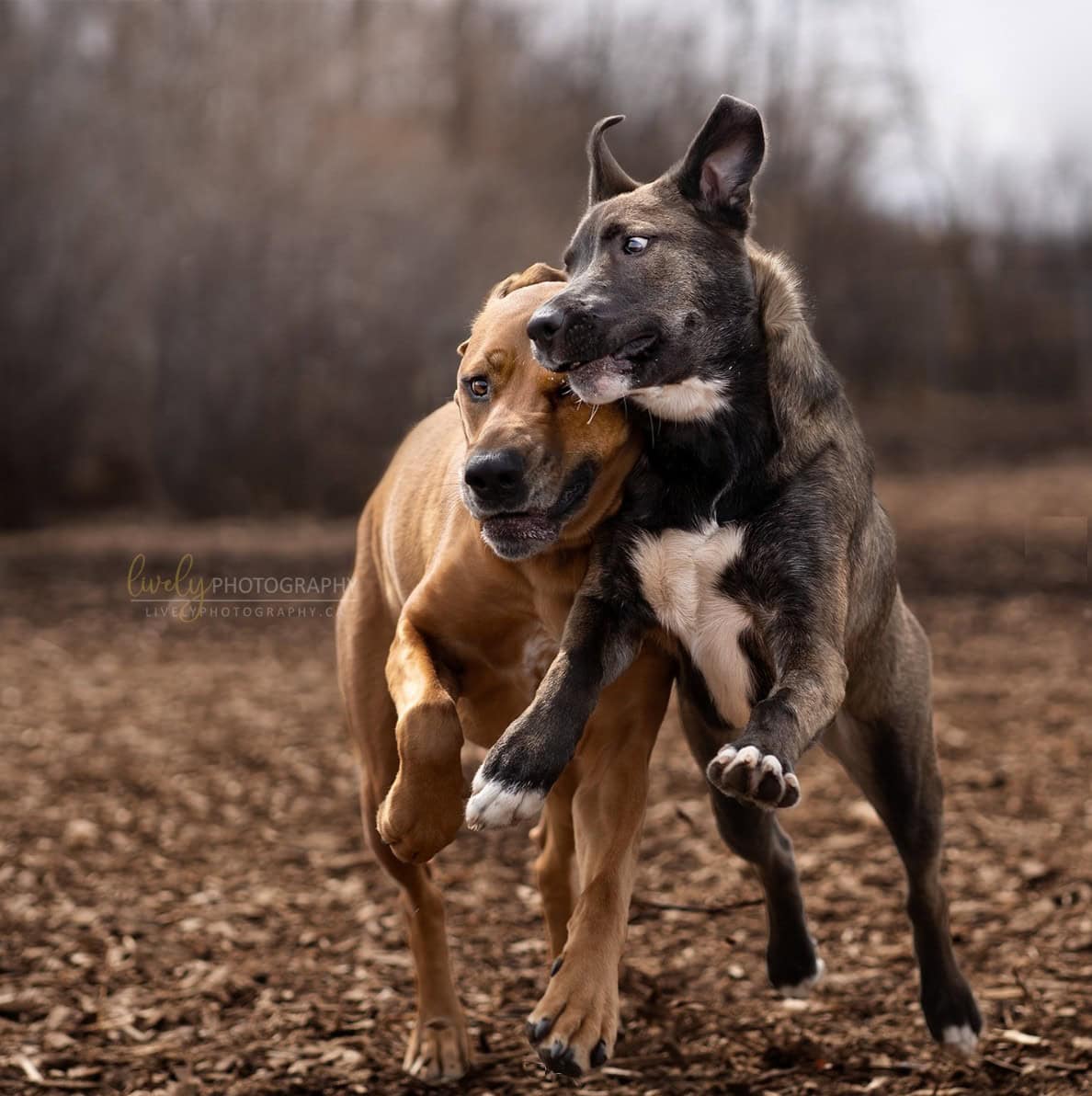 McLennan Dog Park