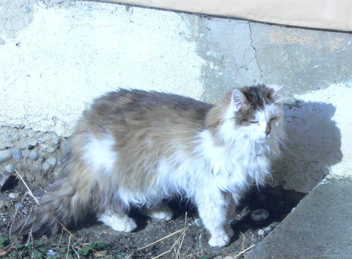 Miez Maz - oldest cat