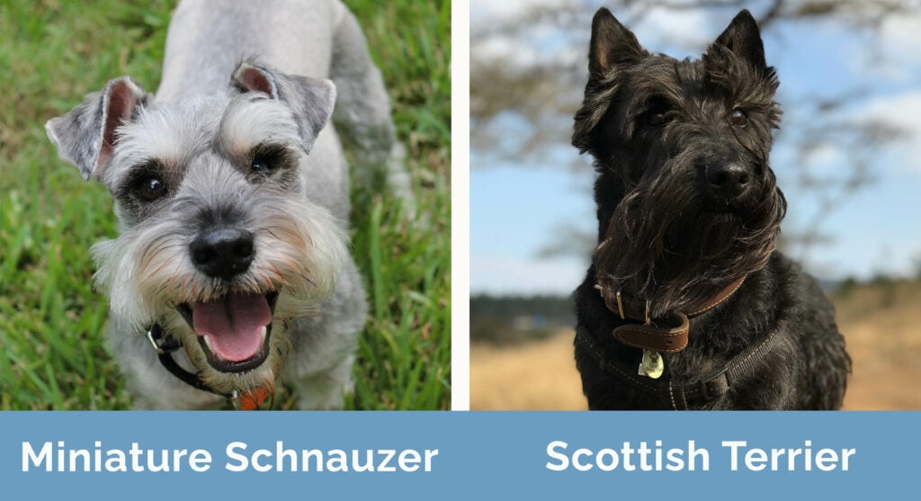 Miniature Schnauzer vs Scottish Terrier side by side