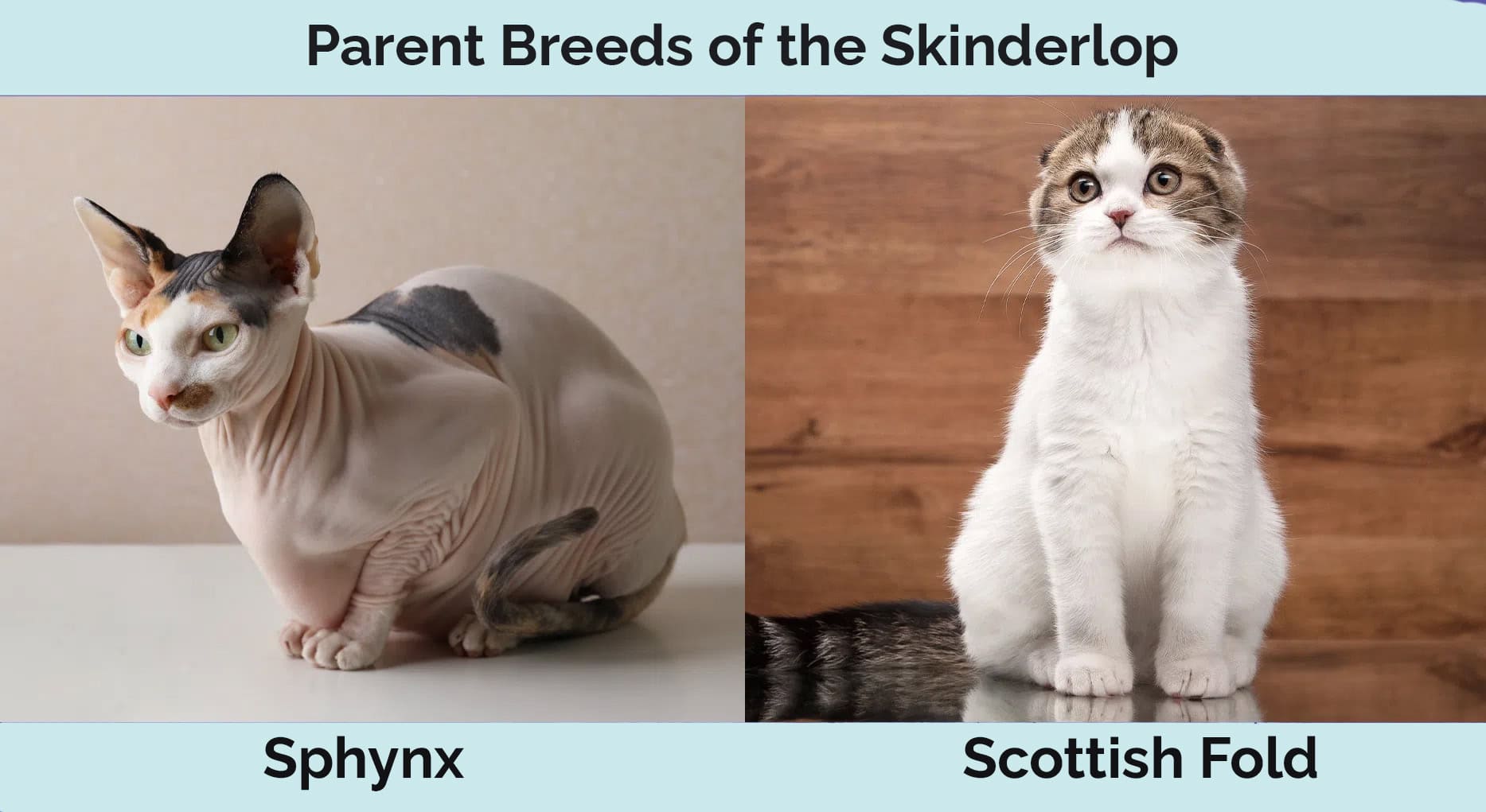 Parent-Breed-of-the-SkinderlopNEW.