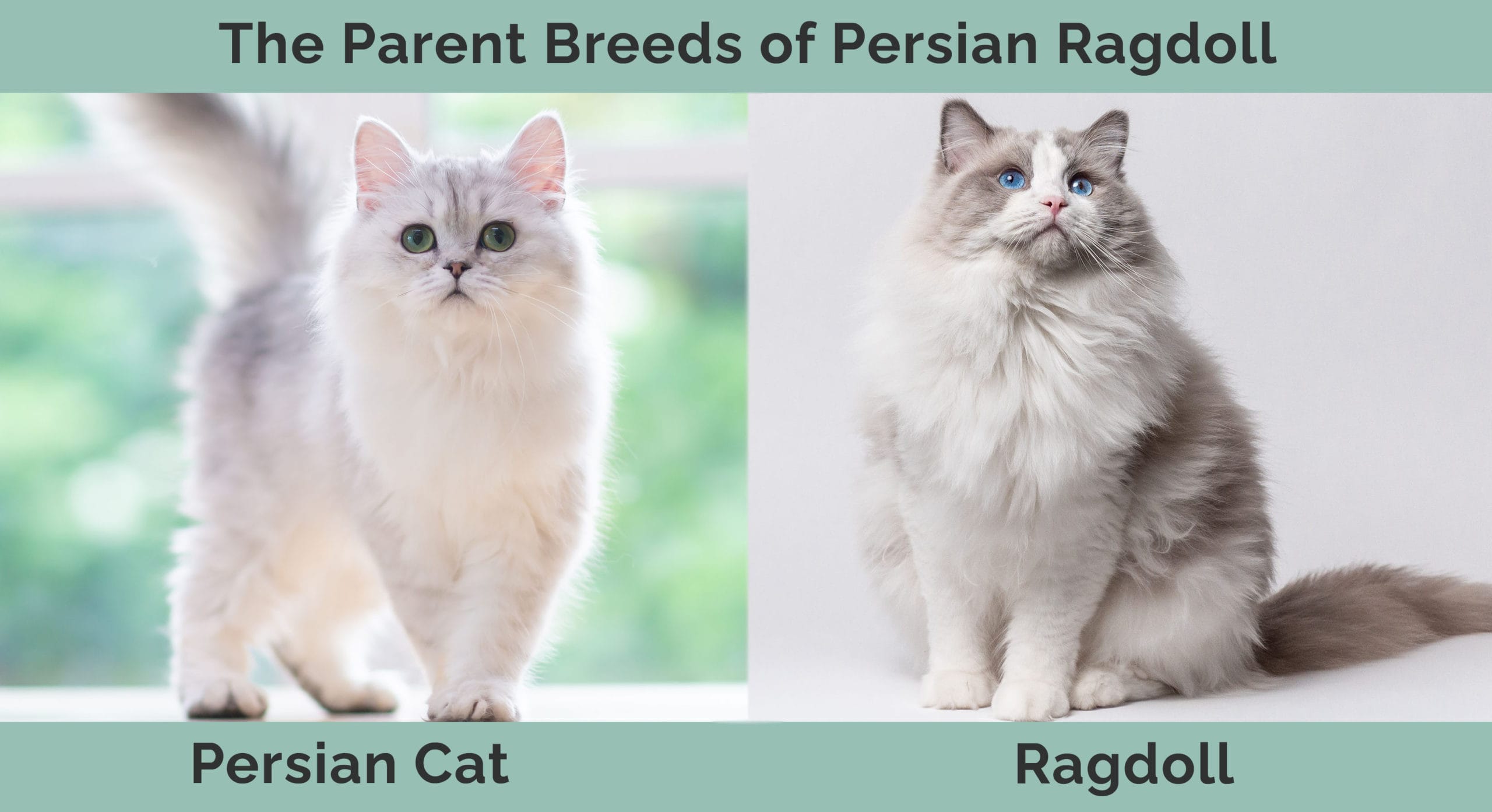 Parent Breeds of Persian Ragdoll Cat Mix