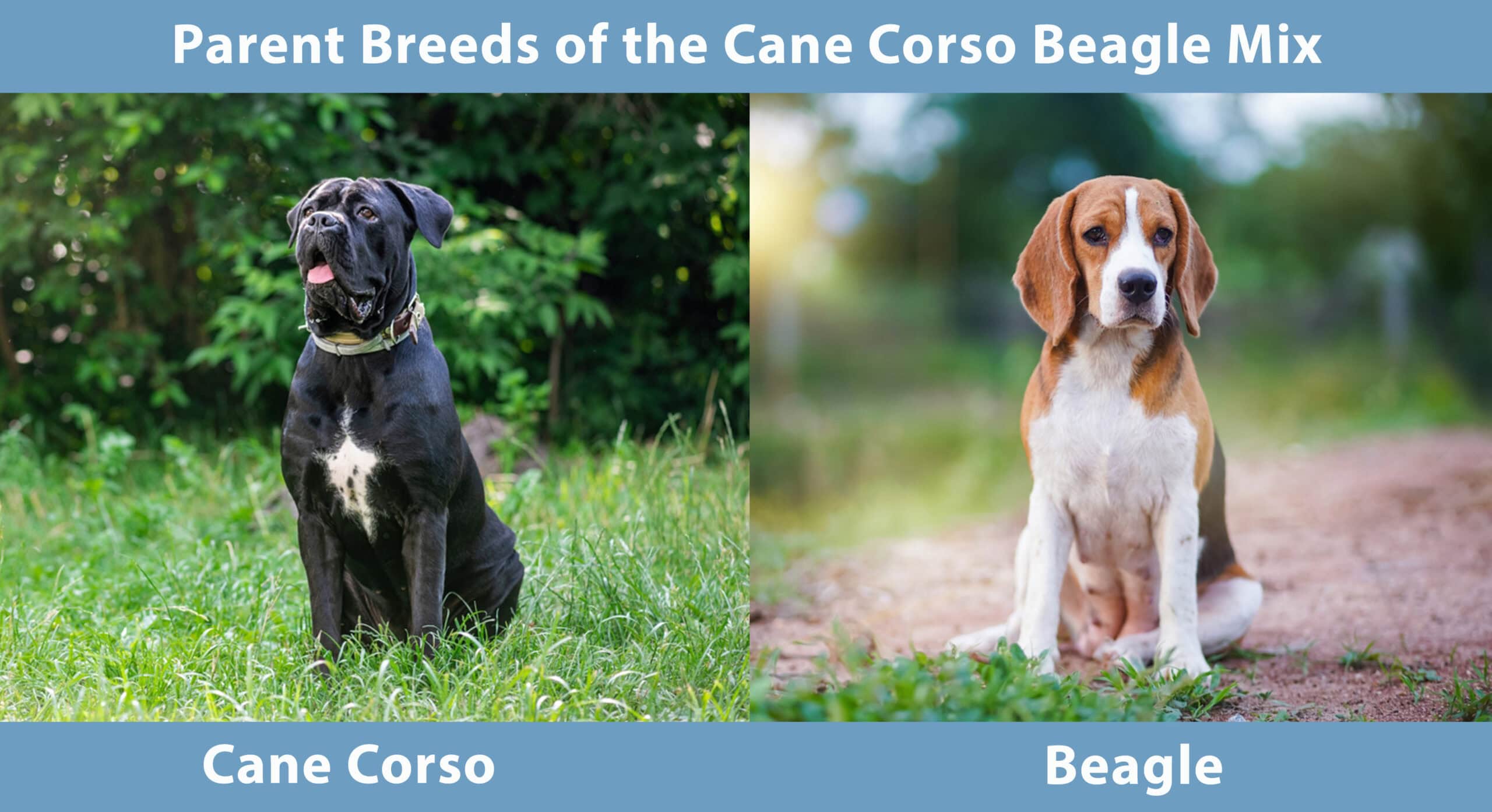 Parent Breeds of the Cane Corso Beagle Mix