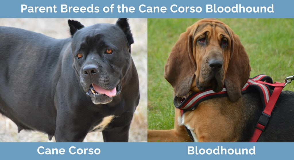 Parent Breeds of the Cane Corso Bloodhound