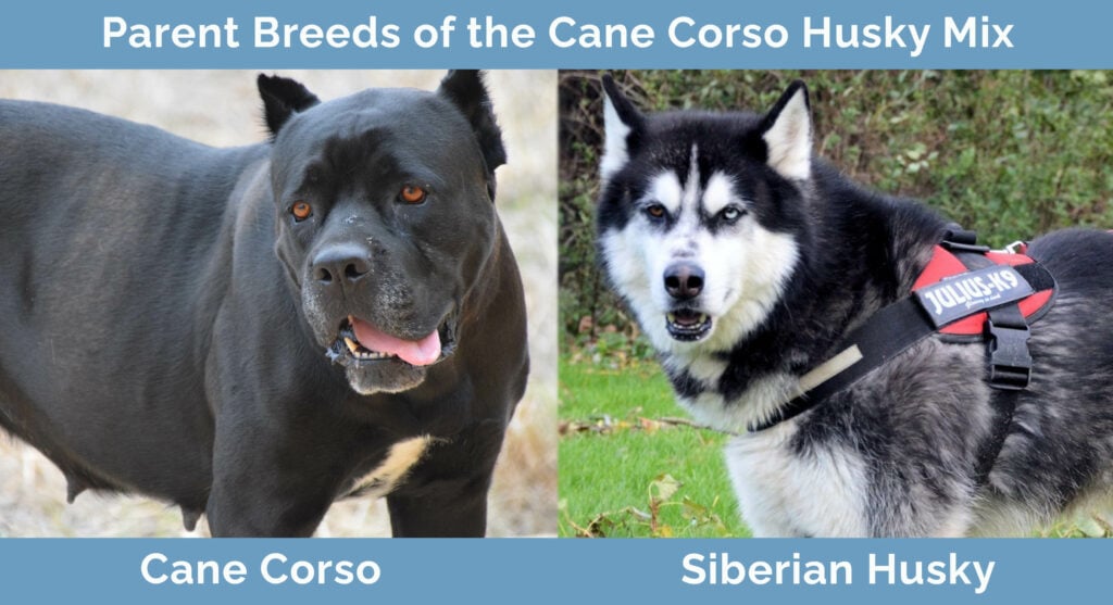 Parent Breeds of the Cane Corso Husky Mix