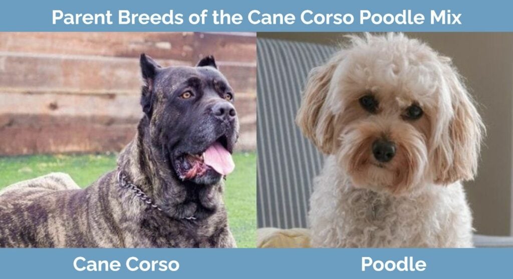 Parent breeds of Cane Corso Poodle Mix