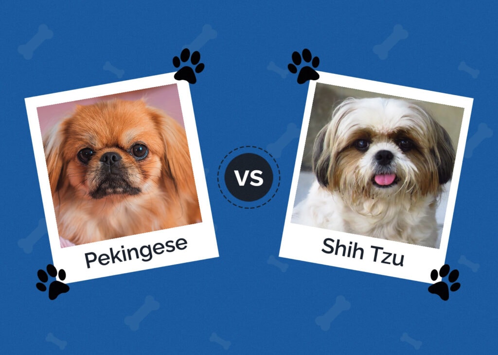 Pekingese vs Shih Tzu
