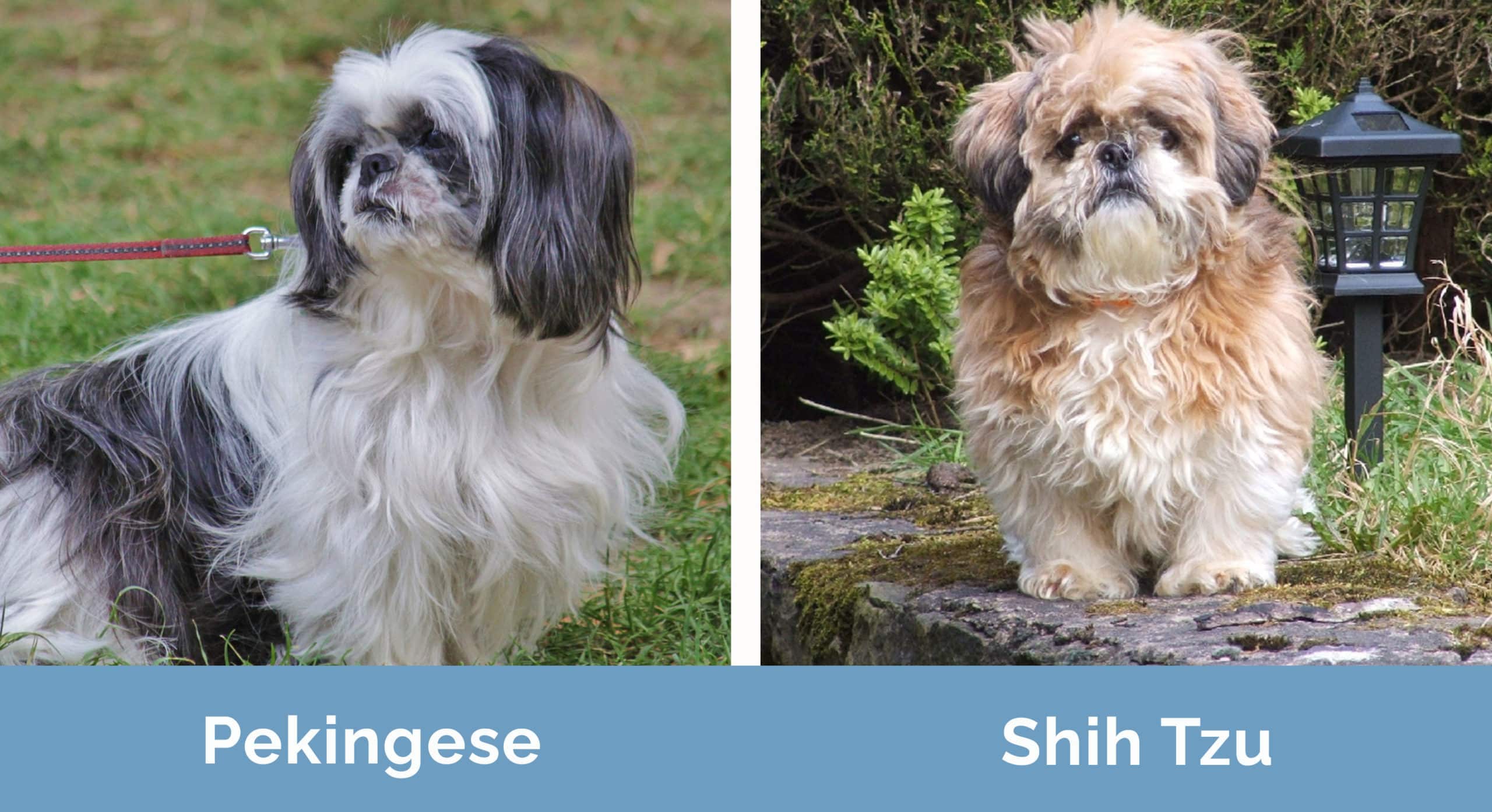 Pekingese vs Shih Tzu side by side