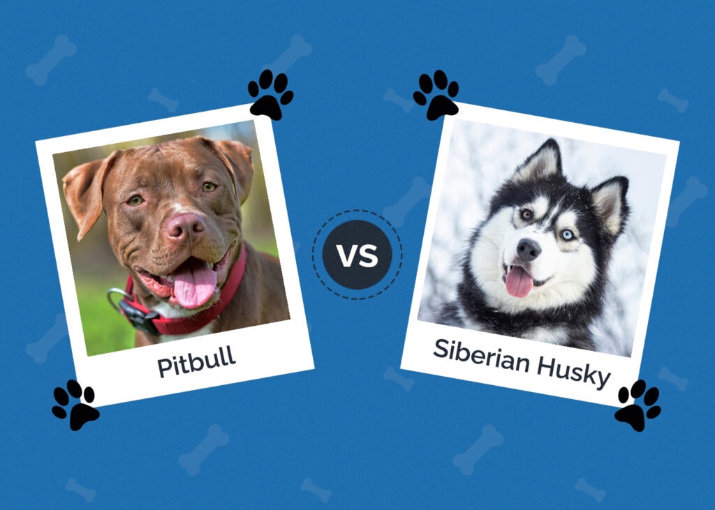 Pitbull vs Siberian Husky