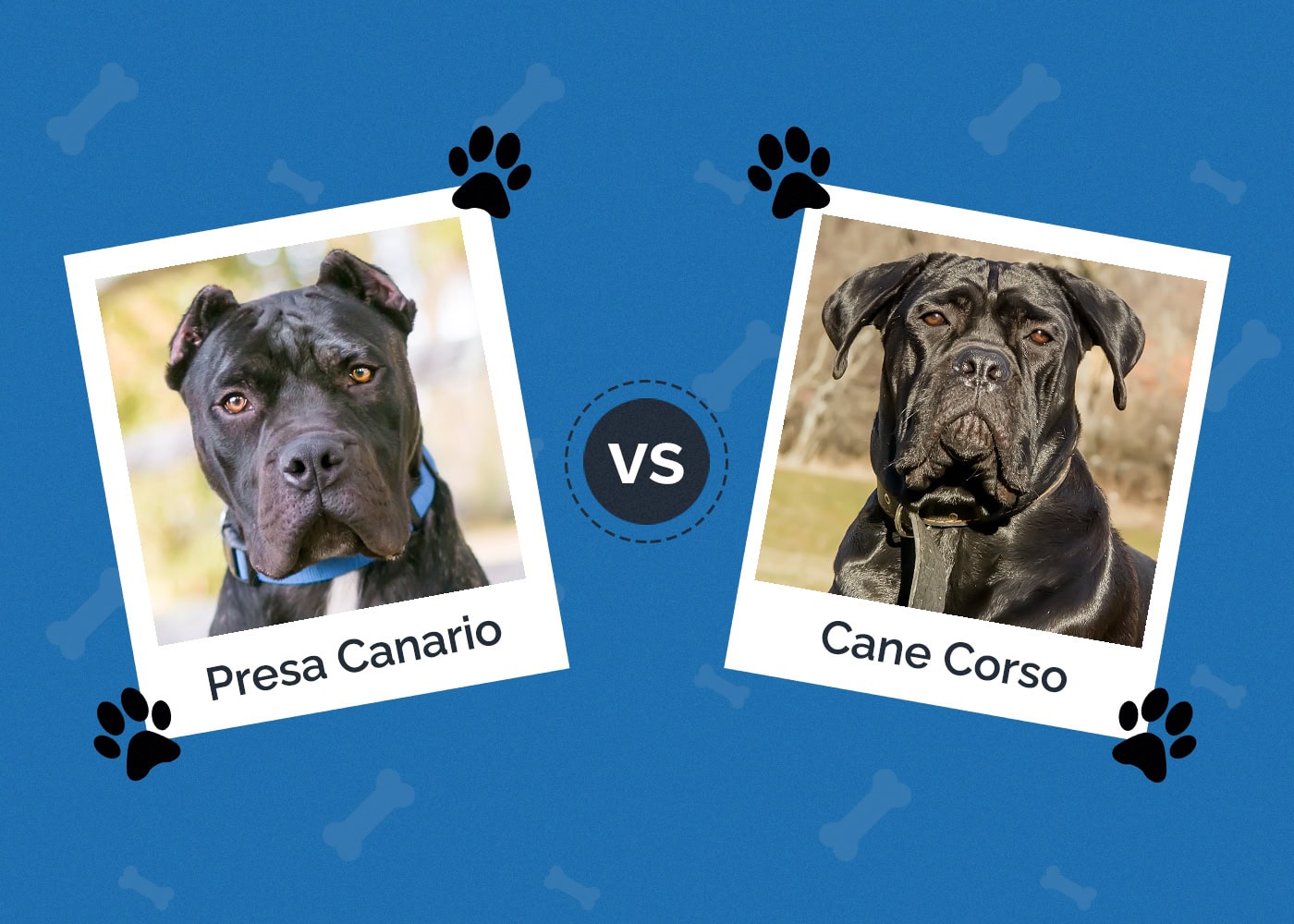 Presa Canario Vs Cane Corso Who Would Win Presa Canario vs Cane Corso: What Are the Differences? (With Pictures