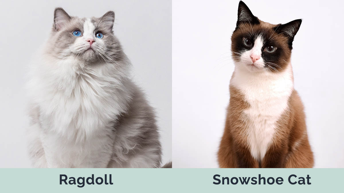 Ragdoll vs Snowshoe Cat side by side