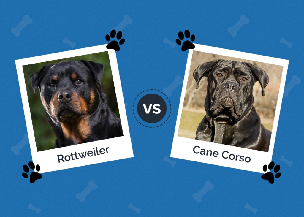 Rottweiler vs Cane Corso